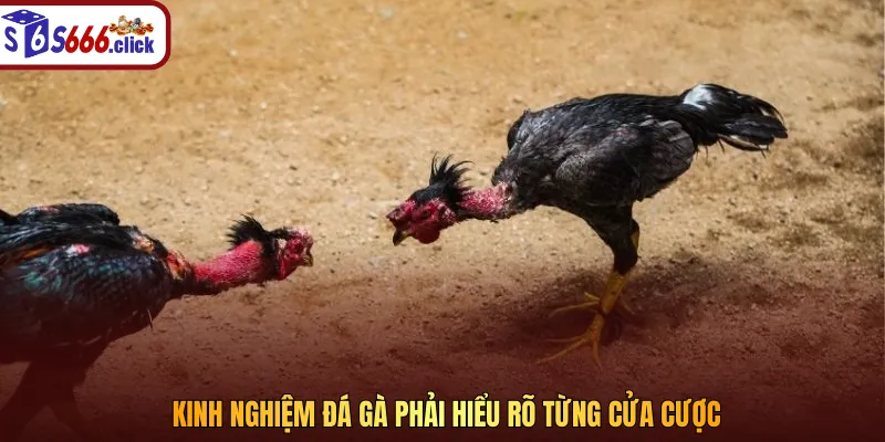 Kinh nghiệm đá gà được đúc kết từ những chuyên gia hàng đầu